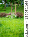Green park lawn with decorative shrubs and white flowers. 139051166