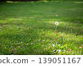 Single fluffy dandelion seed head on a long stalk. 139051167