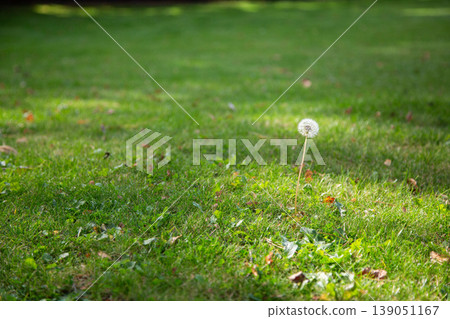 Single fluffy dandelion seed head on a long stalk. Single fluffy dandelion seed head on a long stalk. 139051167