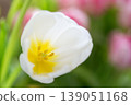 Close up of white tulip flower with yellow center. 139051168