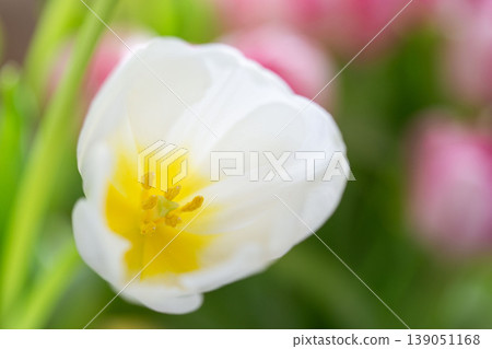 Close up of white tulip flower with yellow center. Close up of white tulip flower with yellow center. 139051168