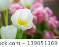 Close up of white tulip flower with yellow center. 139051169