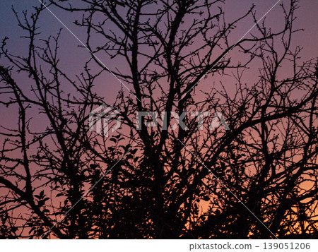 Gnarled branches of an old tree silhouetted against a bloody red sunset. Dramatic gothic composition where branches resemble hands or a cobweb in a crimson sky with high contrast and noir mood Gnarled branches of an old tree silhouetted against a bloody red sunset. Dramatic gothic composition where branches resemble hands or a cobweb in a crimson sky with high contrast and noir mood 139051206