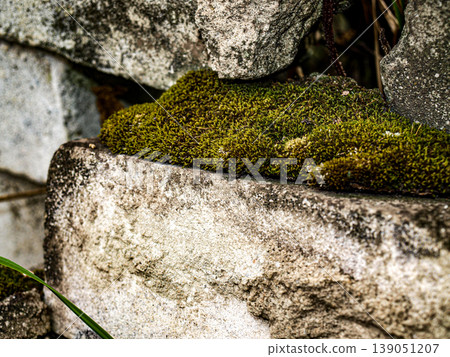 Collapsed bricks overgrown with beautiful emerald moss. Macro shot of weathered masonry resembling ancient stones in a garden. Contrast of rustic textures and nature reclaiming man-made ruins Collapsed bricks overgrown with beautiful emerald moss. Macro shot of weathered masonry resembling ancient stones in a garden. Contrast of rustic textures and nature reclaiming man-made ruins 139051207