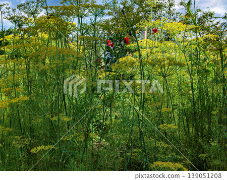 Vertical dill umbrellas resembling prehistoric trees. Macro shot of botanical structures and rhythmic patterns in a garden, creating an ancient forest atmosphere with a minimalist perspective Vertical dill umbrellas resembling prehistoric trees. Macro shot of botanical structures and rhythmic patterns in a garden, creating an ancient forest atmosphere with a minimalist perspective 139051208