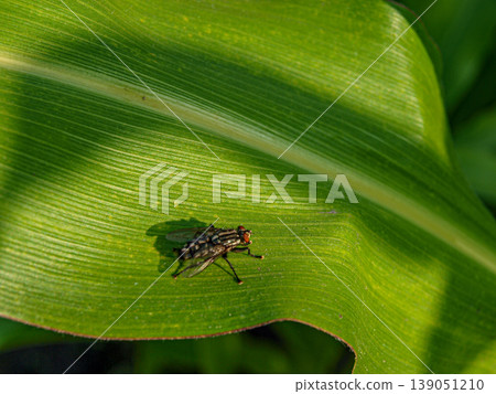 Macro shot of a fly on a huge flat green leaf. Detailed insect anatomy with chitinous texture and transparent wings against a botanical background of leaf veins and vibrant chlorophyll Macro shot of a fly on a huge flat green leaf. Detailed insect anatomy with chitinous texture and transparent wings against a botanical background of leaf veins and vibrant chlorophyll 139051210