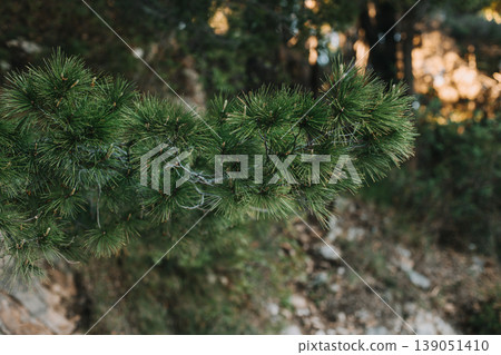 Fluffy branches of green pine tree. . Close-up. Fluffy branches of green pine tree. . Close-up. 139051410