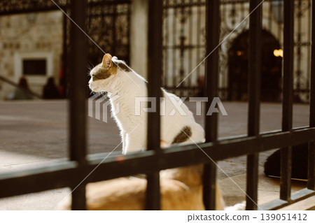 Cute white and red cat sitting on a street of Dubrovnik old town, Croatia. Portrait of a street cat. 139051412