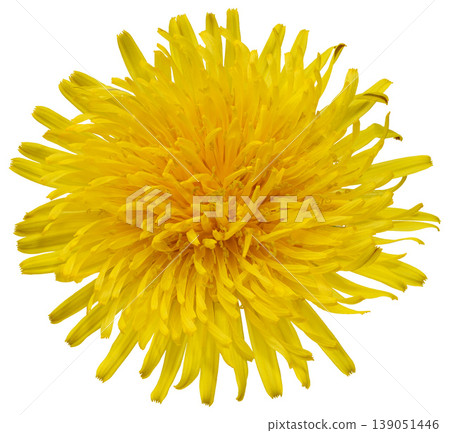 A close-up of a bright yellow dandelion flower against an isolated background, with numerous thin petals tightly arranged in several layers. A close-up of a bright yellow dandelion flower against an isolated background, with numerous thin petals tightly arranged in several layers. 139051446