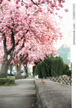 Spring flowers sakura garden background pink nature Spring flowers sakura garden background pink nature 139051501