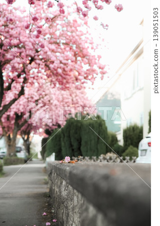 Spring flowers sakura garden background pink nature 139051503