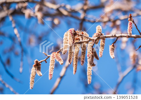 Backlit cluster of female European aspen or Quaking Aspen, Populus tremuloides, catkins, under the soft spring sun Backlit cluster of female European aspen or Quaking Aspen, Populus tremuloides, catkins, under the soft spring sun 139051528