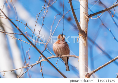Common chaffinch, Fringilla coelebs, sits on a tree. Common chaffinch in wildlife. Common chaffinch, Fringilla coelebs, sits on a tree. Common chaffinch in wildlife. 139051529