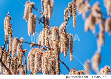 Backlit cluster of female European aspen or Quaking Aspen, Populus tremuloides, catkins, under the soft spring sun 139051530