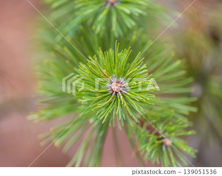 Closeup of fir branches with young buds. Spring nature concept. Fir branches with fresh shoots Closeup of fir branches with young buds. Spring nature concept. Fir branches with fresh shoots 139051536