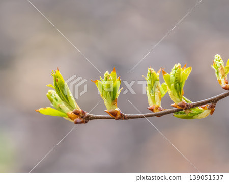 Green bushes with young leaves in the sunset Green bushes with young leaves in the sunset 139051537