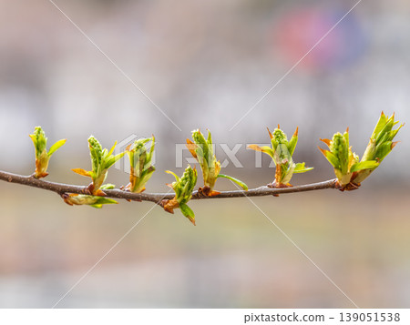 Green bushes with young leaves in the sunset Green bushes with young leaves in the sunset 139051538