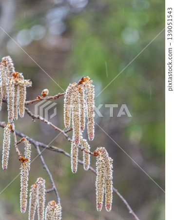 Backlit cluster of female European aspen or Quaking Aspen, Populus tremuloides, catkins, under the soft spring sun Backlit cluster of female European aspen or Quaking Aspen, Populus tremuloides, catkins, under the soft spring sun 139051543