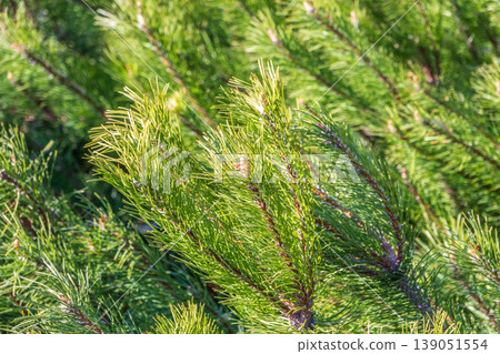 Green small pine trees with fresh shoots in spring or summer Green small pine trees with fresh shoots in spring or summer 139051554
