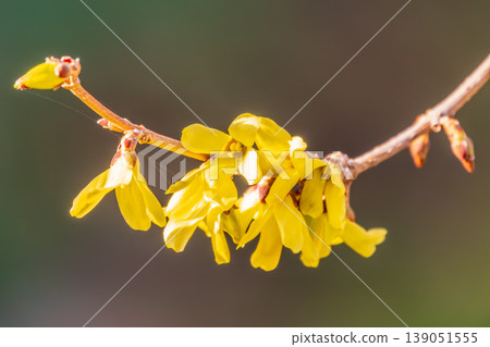 Forsythia. Blooming forsythia bush. Yellow flower on a branch of forsythia. 139051555
