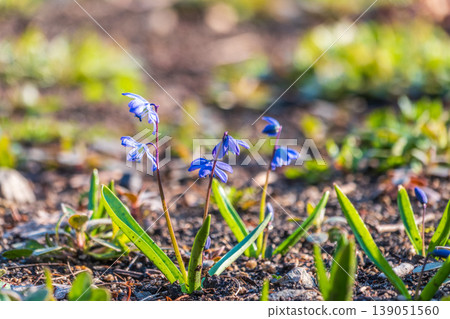 Siberian squill, wood squill, Scilla siberica meadow plant with blue blossom in grass. Spring flower background Siberian squill, wood squill, Scilla siberica meadow plant with blue blossom in grass. Spring flower background 139051560