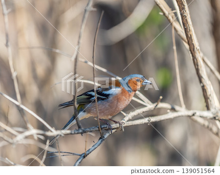 Common chaffinch, Fringilla coelebs, sits on a tree. Common chaffinch in wildlife. Common chaffinch, Fringilla coelebs, sits on a tree. Common chaffinch in wildlife. 139051564