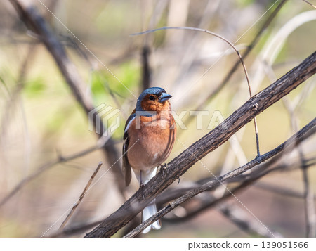 Common chaffinch, Fringilla coelebs, sits on a tree. Common chaffinch in wildlife. 139051566