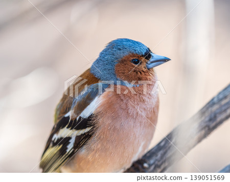 Common chaffinch, Fringilla coelebs, sits on a tree. Common chaffinch in wildlife. Common chaffinch, Fringilla coelebs, sits on a tree. Common chaffinch in wildlife. 139051569
