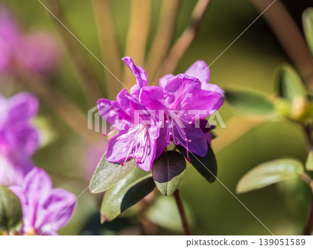 Pink flowers of Siberian rhododendron copy space. Rhododendron dauricum. Spring flowering of Altai rhododendron. Pink flowers of Siberian rhododendron copy space. Rhododendron dauricum. Spring flowering of Altai rhododendron. 139051589