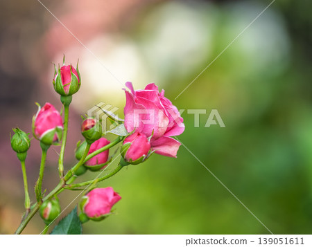 Close-up of a pink rose on green background Close-up of a pink rose on green background 139051611