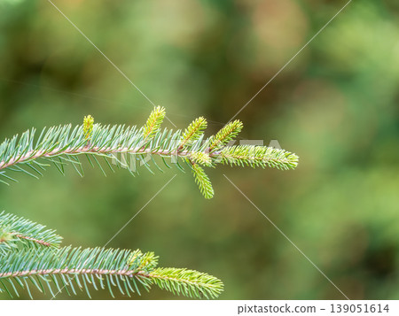 Background of green spruce branches in sunset light Background of green spruce branches in sunset light 139051614