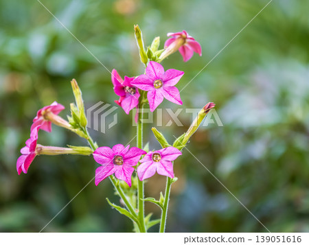 Flowering ornamental tobacco plant, Nicotiana alata Flowering ornamental tobacco plant, Nicotiana alata 139051616