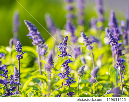 Blue Salvia farinacea flowers, or Mealy Cup Sage on green background, close-up. Blue Salvia farinacea flowers, or Mealy Cup Sage on green background, close-up. 139051623