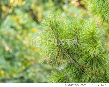 Cedar branches with long fluffy needles with a beautiful blurry background. Cedar branches with long fluffy needles with a beautiful blurry background. 139051624