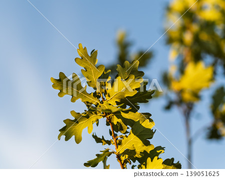Green oak leaves on a blue background Green oak leaves on a blue background 139051625