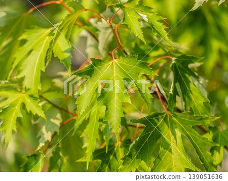 Maple branches with green and yellow leaves in autumn, in the light of sunset. Maple branches with green and yellow leaves in autumn, in the light of sunset. 139051636