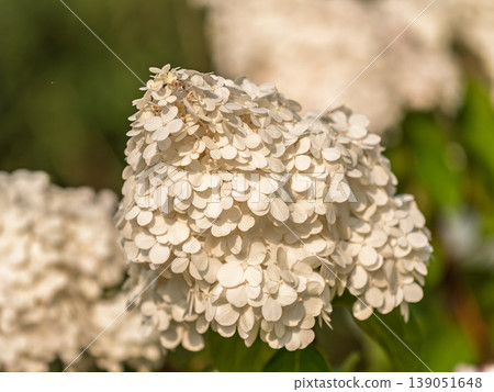 Romantic, soft and beautiful pattern pink hydrangea flowers background Romantic, soft and beautiful pattern pink hydrangea flowers background 139051648