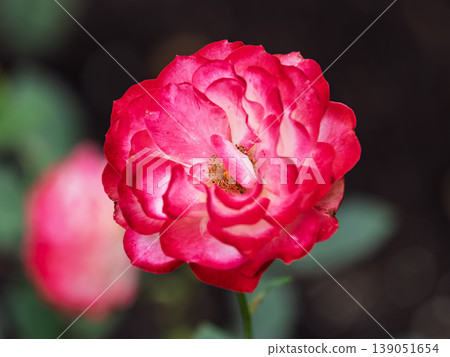 Red and white rose flowers on a green blurred background. Red and white rose flowers on a green blurred background. 139051654