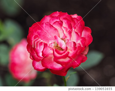Red and white rose flowers on a green blurred background. Red and white rose flowers on a green blurred background. 139051655