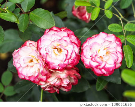 Red and white rose flowers on a green blurred background. Red and white rose flowers on a green blurred background. 139051656