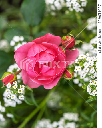 Close-up of a pink rose on green background Close-up of a pink rose on green background 139051657