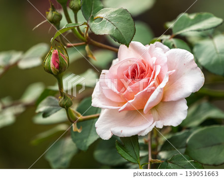 Close-up of a pink rose on green background Close-up of a pink rose on green background 139051663