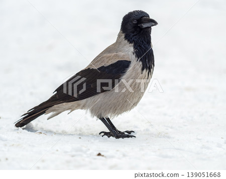 Crow in the snow on a winter day close-up Crow in the snow on a winter day close-up 139051668