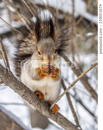 The squirrel with nut sits on tree in the winter or late autumn The squirrel with nut sits on tree in the winter or late autumn 139051674