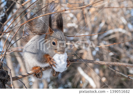 Portrait of a squirrel on a tree trunk Portrait of a squirrel on a tree trunk 139051682