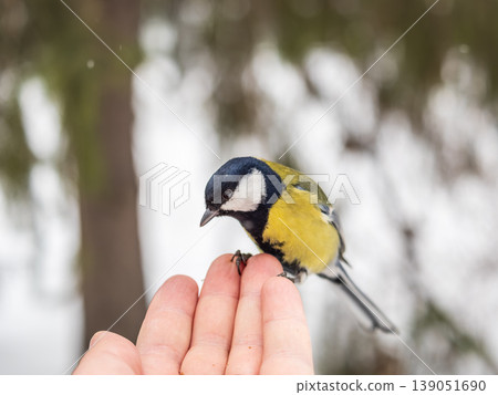 A tit sits on a man's hand and eats seeds. A tit sits on a man's hand and eats seeds. 139051690