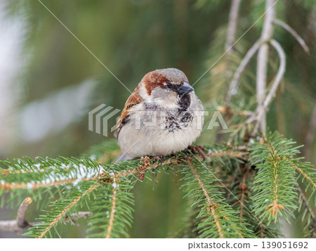 Sparrow sits on a fir branch with snow in winter 139051692