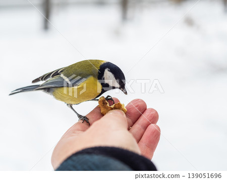 A tit sits on a man's hand and eats seeds. A tit sits on a man's hand and eats seeds. 139051696