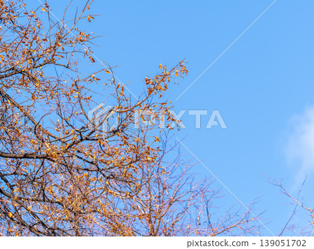 The top of oak tree on a clear winter day against the blue sky background The top of oak tree on a clear winter day against the blue sky background 139051702
