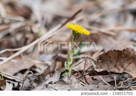 The spring primroses. The bright yellow flowers of coltsfoot in the sunshine. The spring primroses. The bright yellow flowers of coltsfoot in the sunshine. 139051703